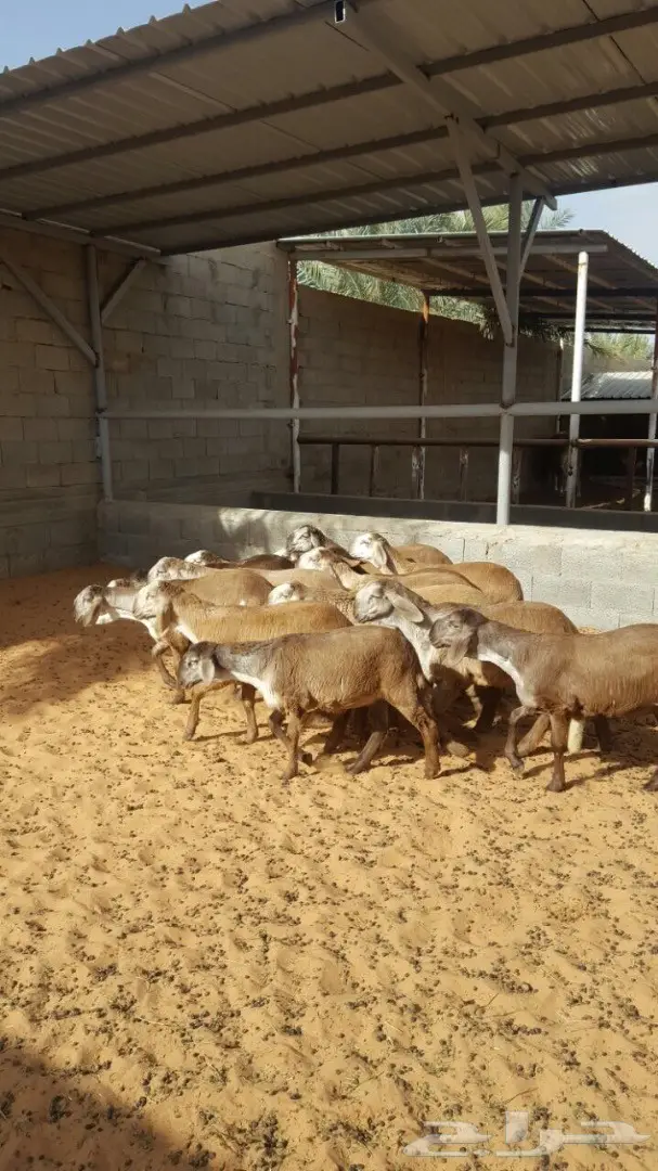 درمانيات فاخرة - 11 رخله للقناي (image 9)