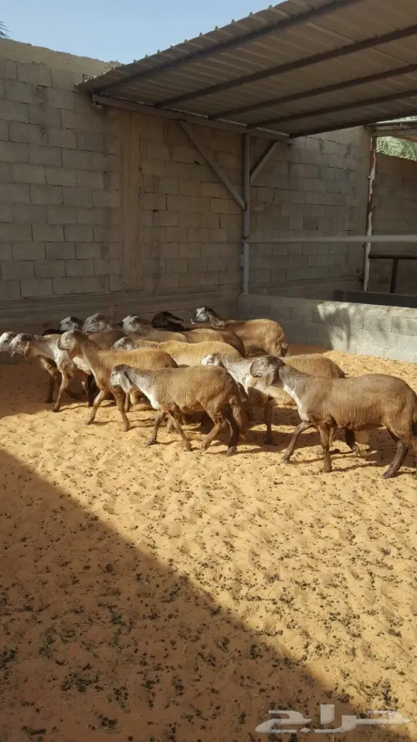 درمانيات فاخرة - 11 رخله للقناي (image 10)