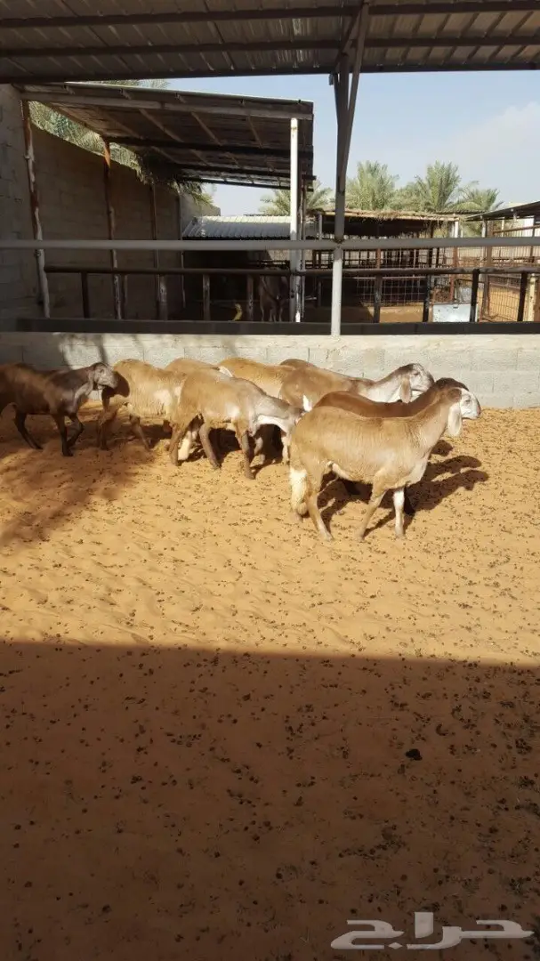 درمانيات فاخرة - 11 رخله للقناي (image 11)