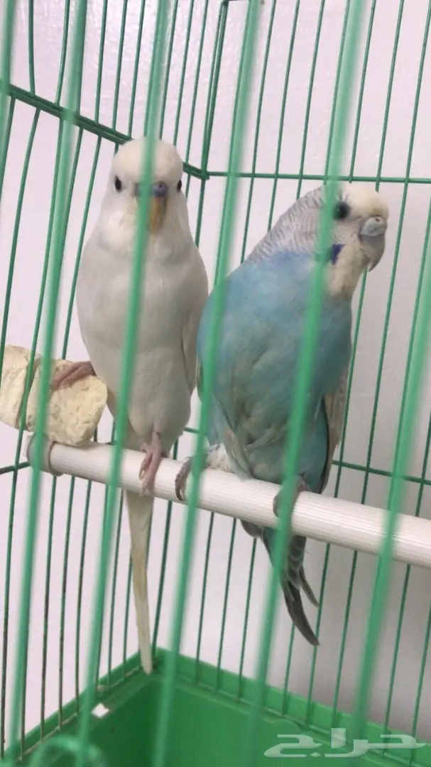 باجي منتج (image 3)