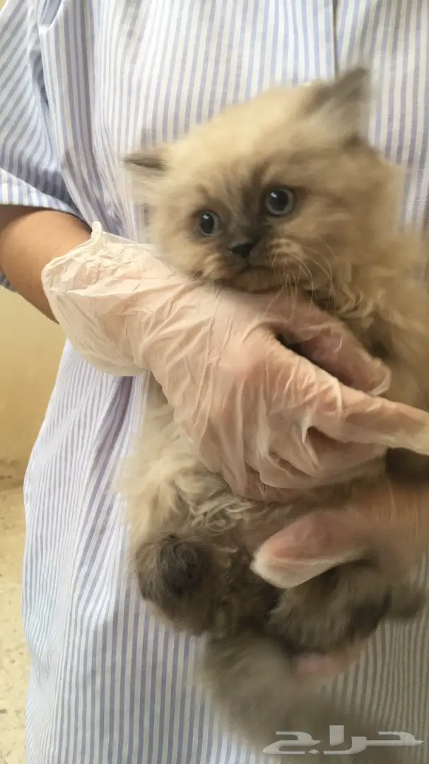 أجمل كيتن همالايا شهرين ب800 ريال (image 2)