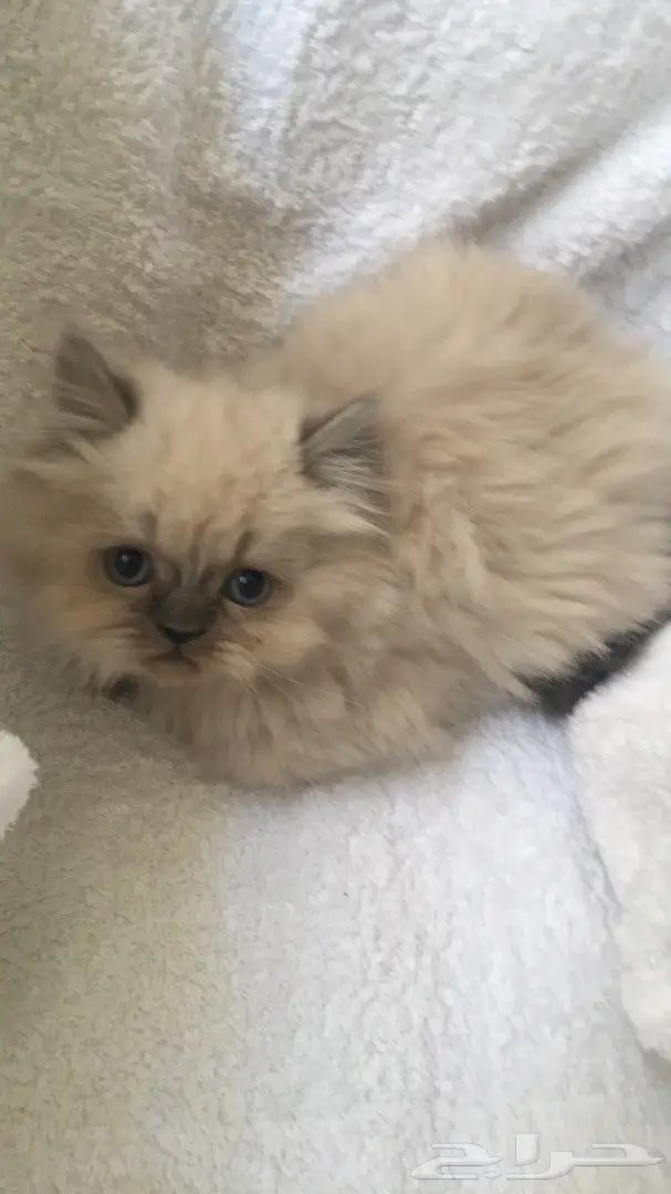 أجمل كيتن همالايا شهرين ب800 ريال (image 4)