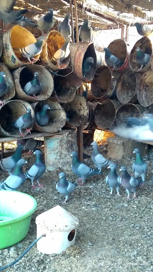 للبيع حمام زاجل ازرق خطين عشتين