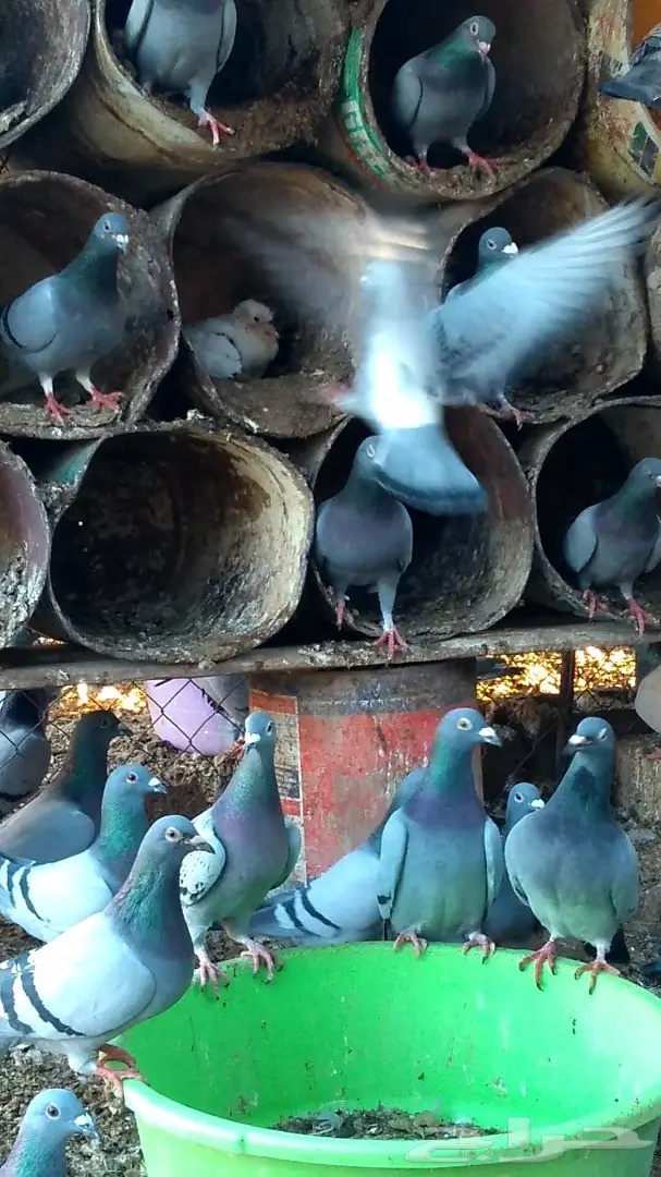 للبيع حمام زاجل ازرق خطين عشتين (image 1)