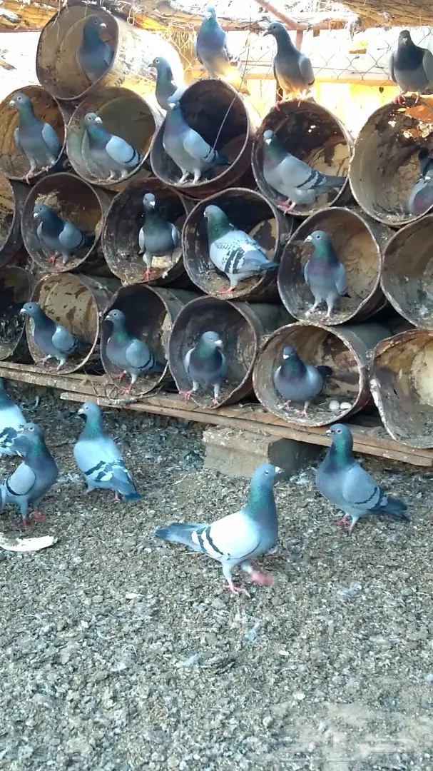 للبيع حمام زاجل ازرق خطين عشتين (image 2)