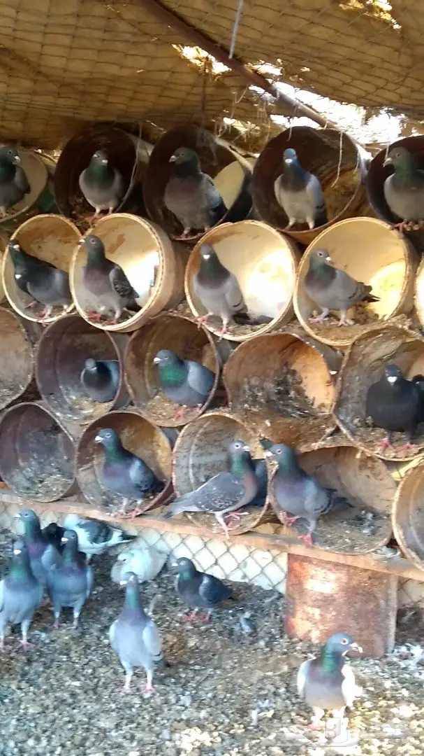 للبيع حمام زاجل ازرق خطين عشتين (image 3)