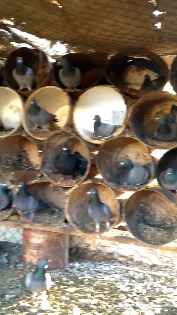 للبيع حمام زاجل ازرق خطين عشتين (image 4)