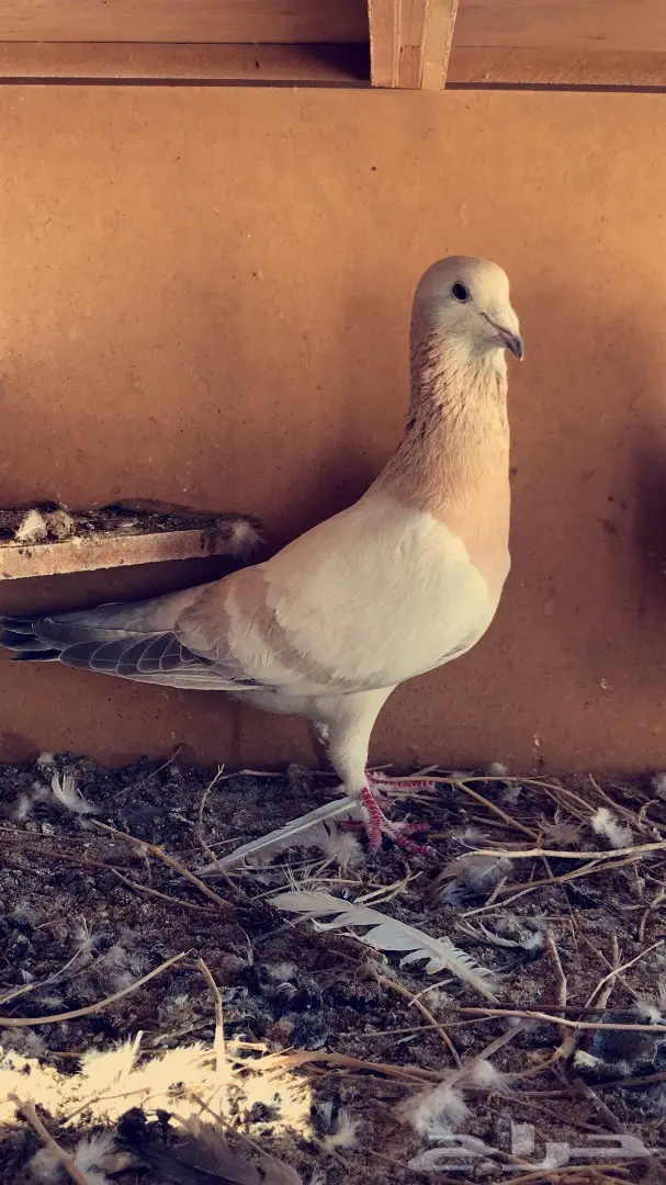 جوز بربري  (image 1)