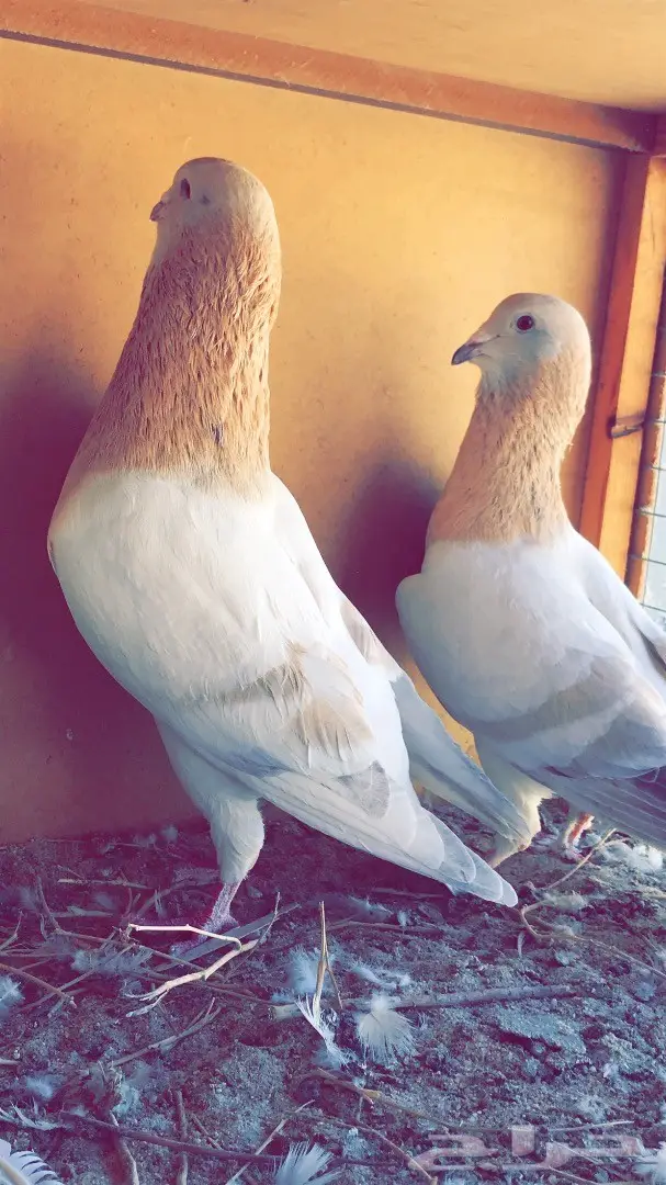 جوز بربري  (image 2)