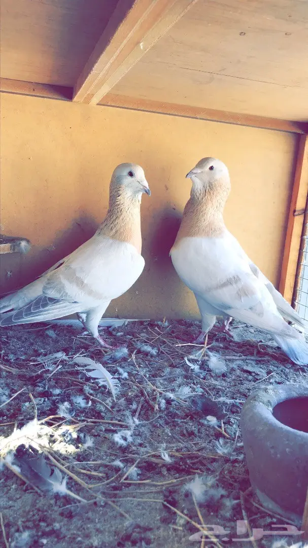 جوز بربري  (image 3)