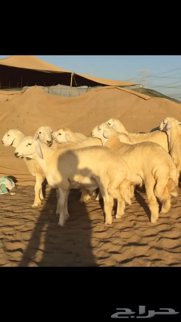 طليان طيبه ونظيفه  (image 1)