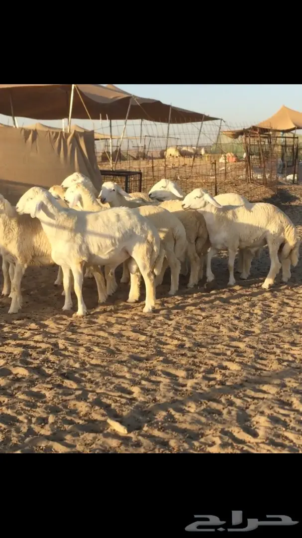 طليان طيبه ونظيفه  (image 2)