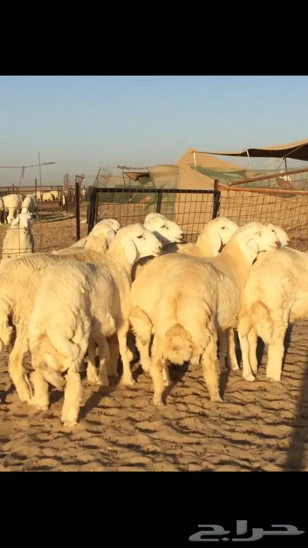 طليان طيبه ونظيفه  (image 3)