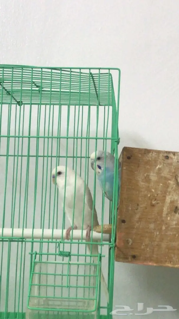 جوز بادجي منتج للبيع او لا البدل