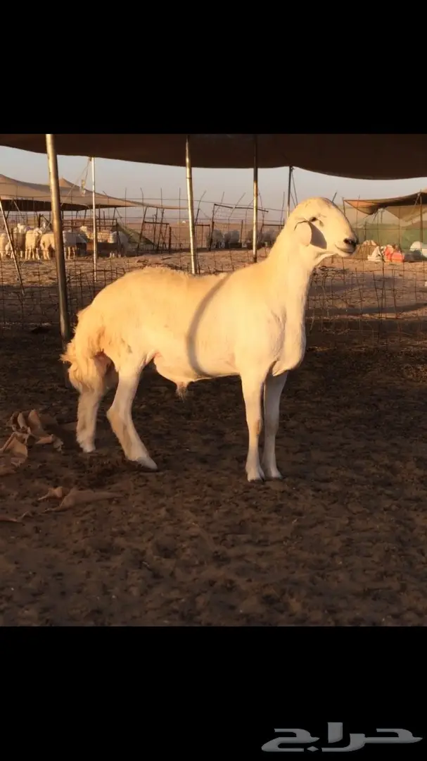 مشروع فحل من انتاج المراح