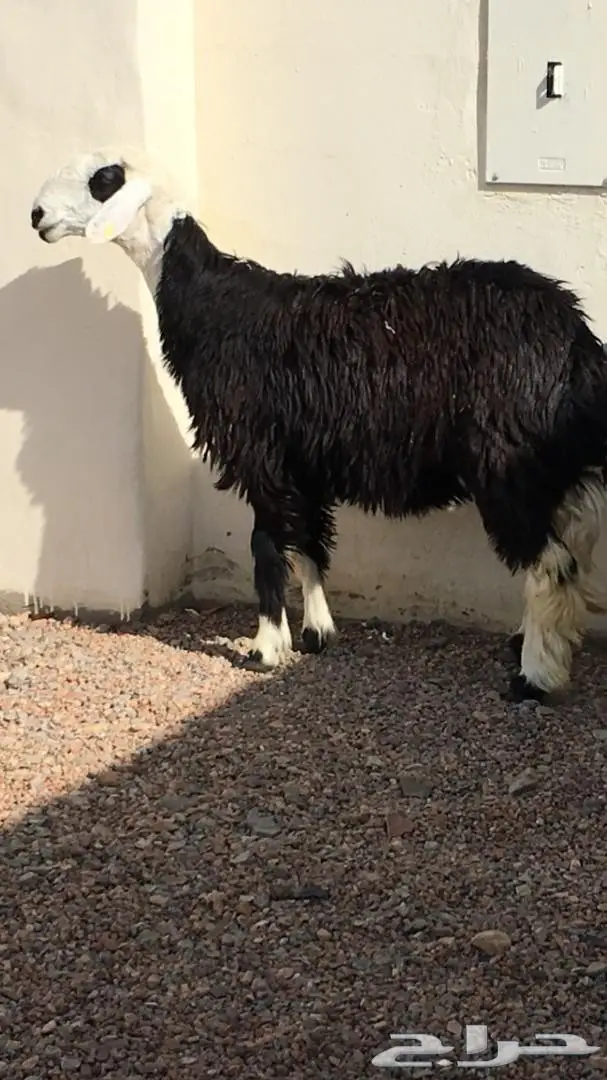 رخل للبيع ثني (image 2)