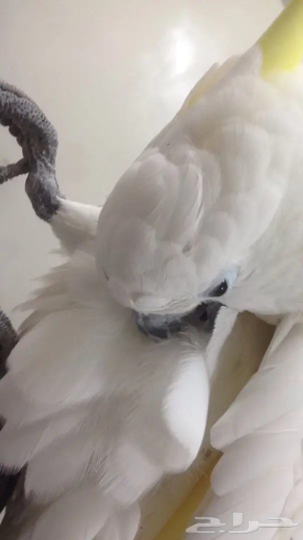 بغبغاء كاكاتو سيلفر فريد للبيع - أبها (image 13)