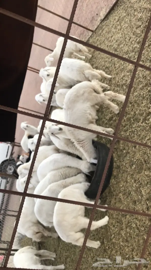 طليان ورخال بريه 