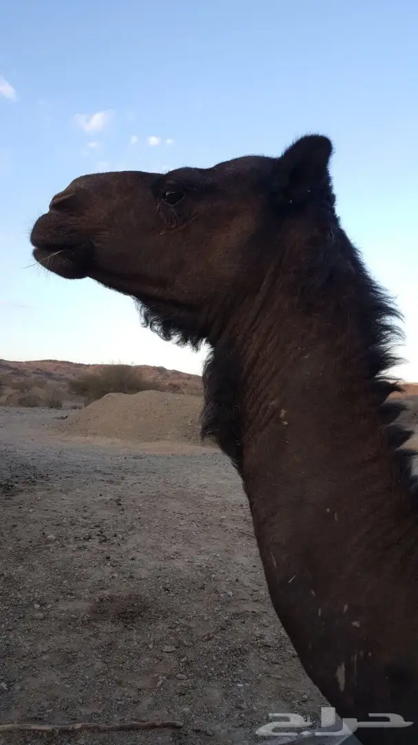 نضح ممتاز - ثنيات أروى وحليب سكري (image 1)