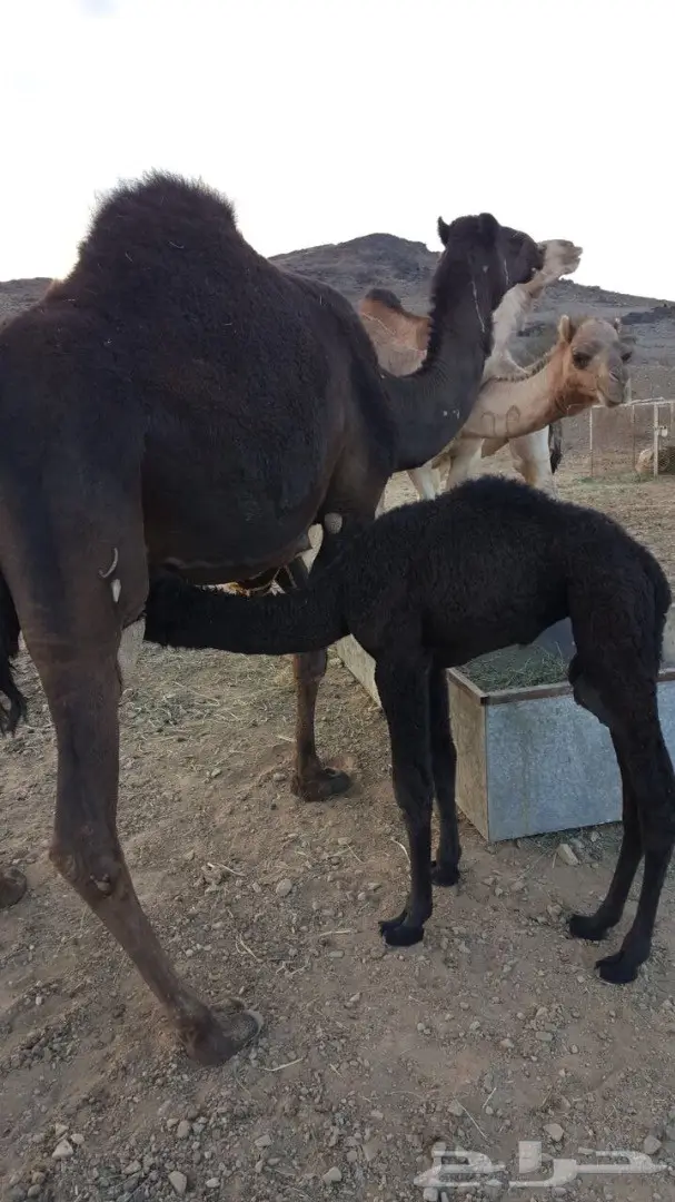 نضح ممتاز - ثنيات أروى وحليب سكري (image 3)