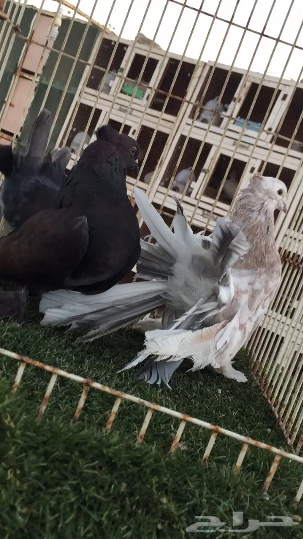 ((جوز رقاص ((امريكي))