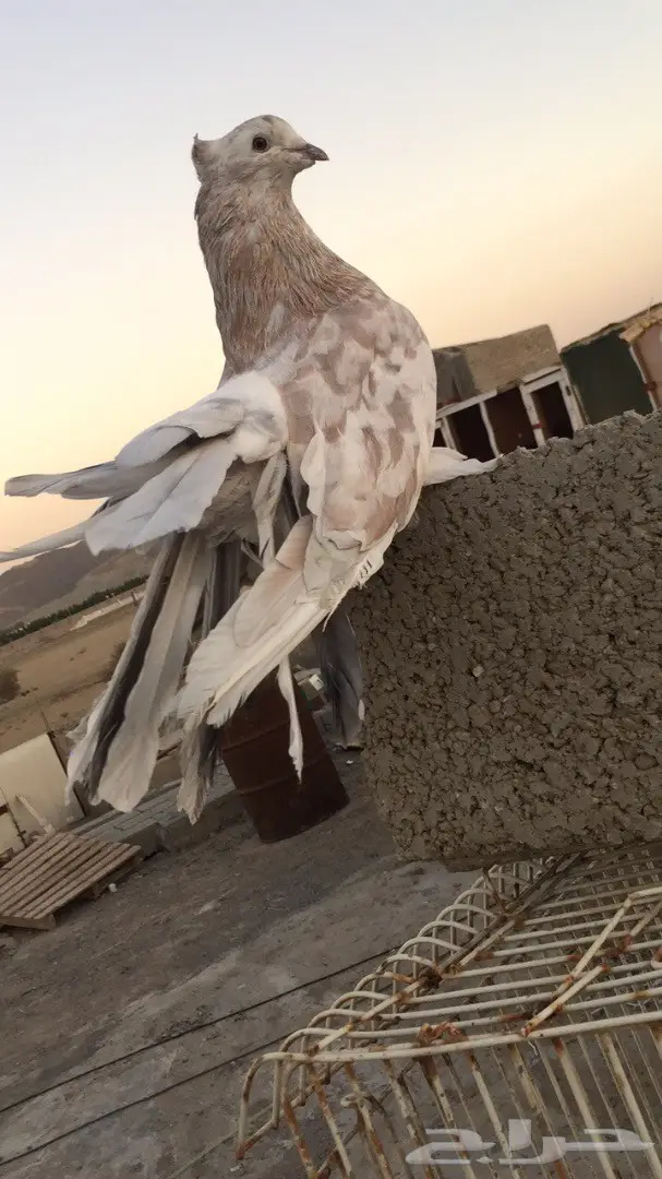 ((جوز رقاص ((امريكي)) (image 1)