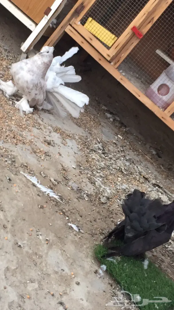 ((جوز رقاص ((امريكي)) (image 2)