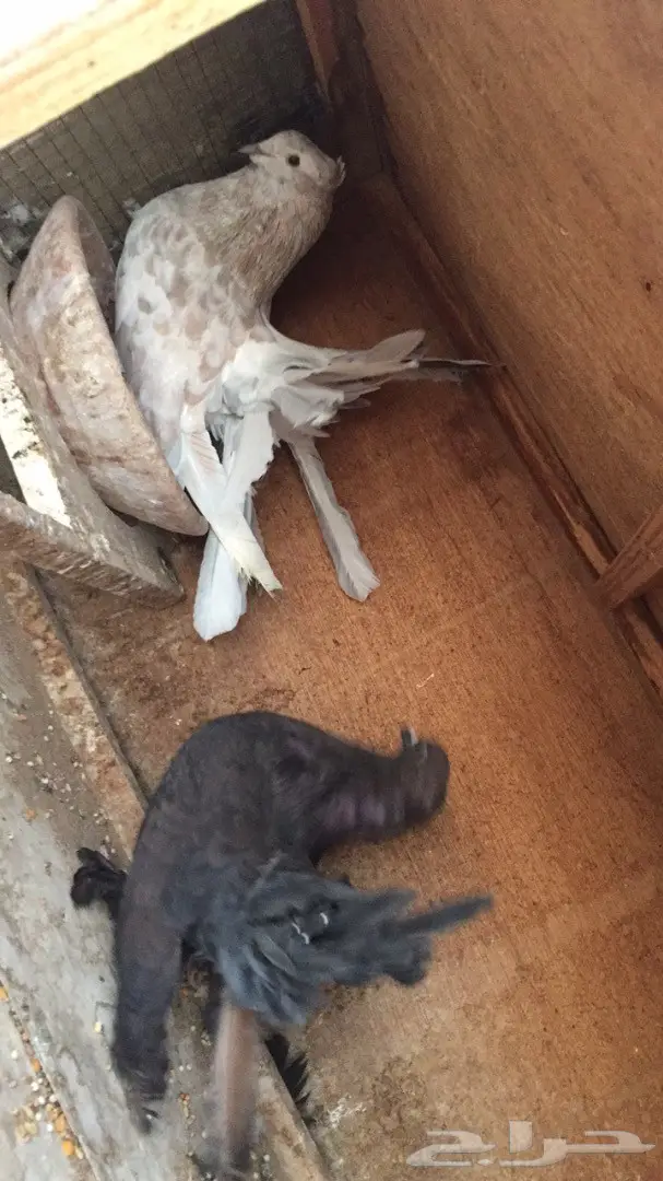 ((جوز رقاص ((امريكي)) (image 3)