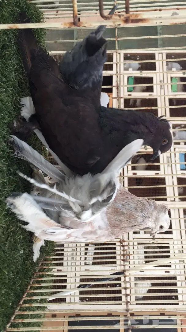 ((جوز رقاص ((امريكي)) (image 4)