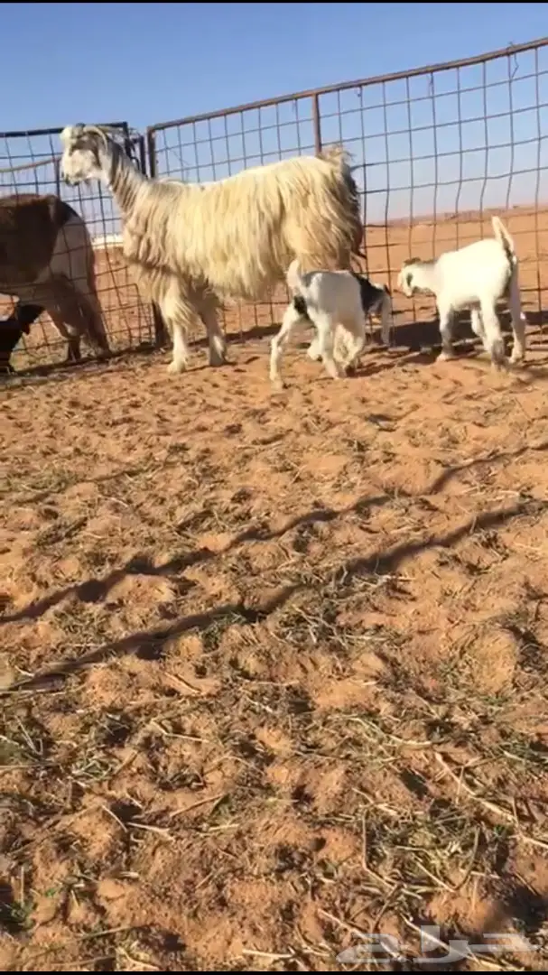 عنز صعبة ومُتعبة - فرصة لا تُفوّت لمحبي الصعوبة!