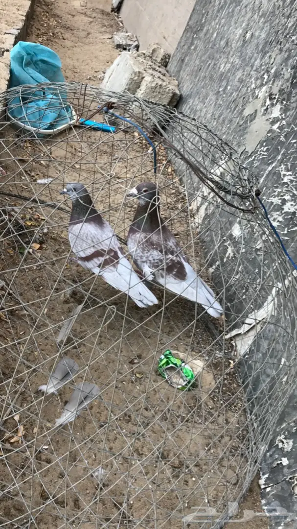 زاجل سباق (image 1)