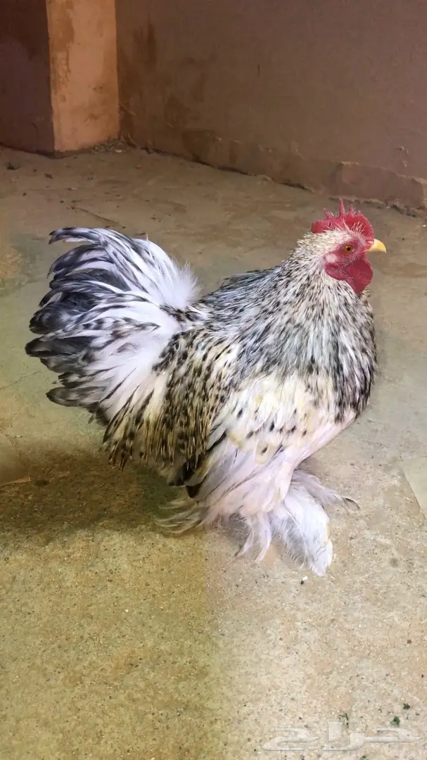 ديك كوشن قزم