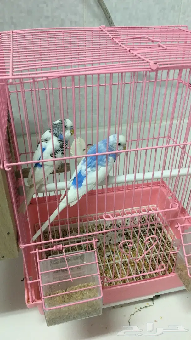 زوج بادجي  (image 1)