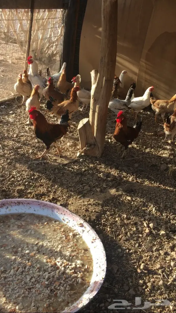 دجاج بلدي عمر 6 شهور موجود الحد 