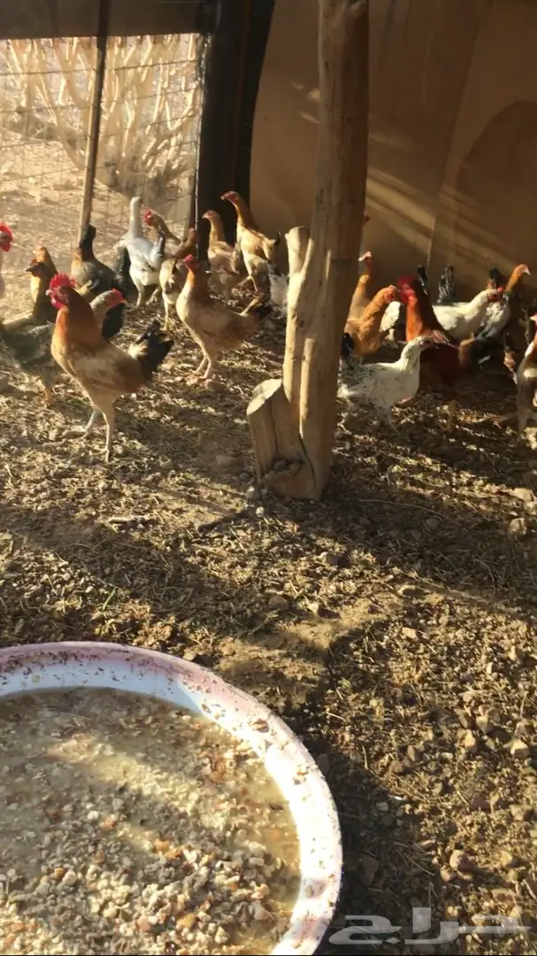 دجاج بلدي أصيل - فرصة لا تُفوت! (image 4)