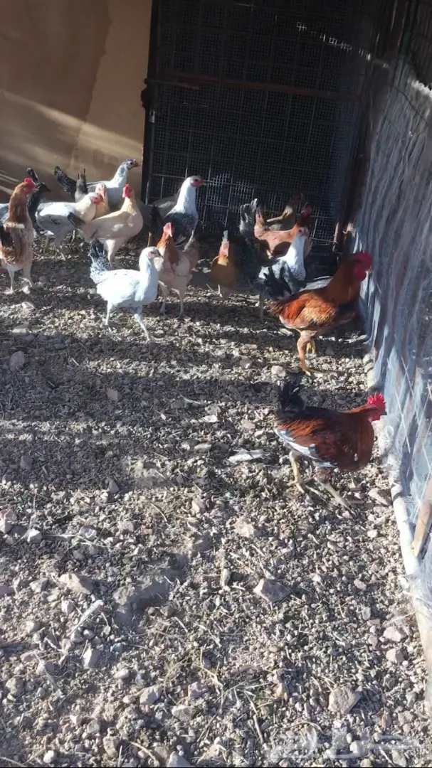 دجاج بلدي أصيل - فرصة لا تُفوت! (image 5)