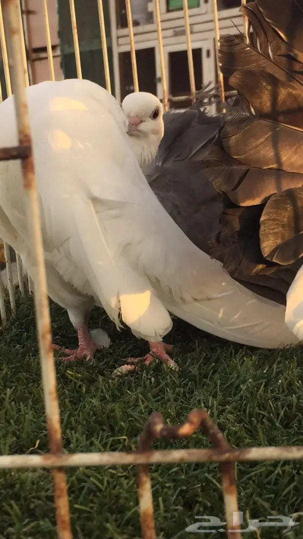 ((جوز رقاص هولندي((مذيل اسود))