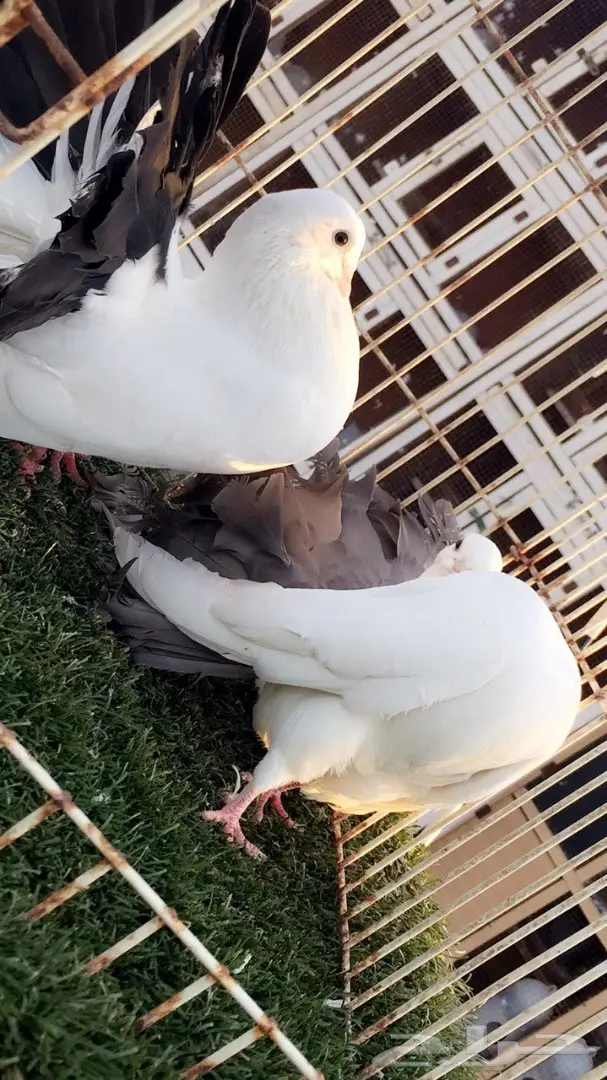 ((جوز رقاص هولندي((مذيل اسود)) (image 2)