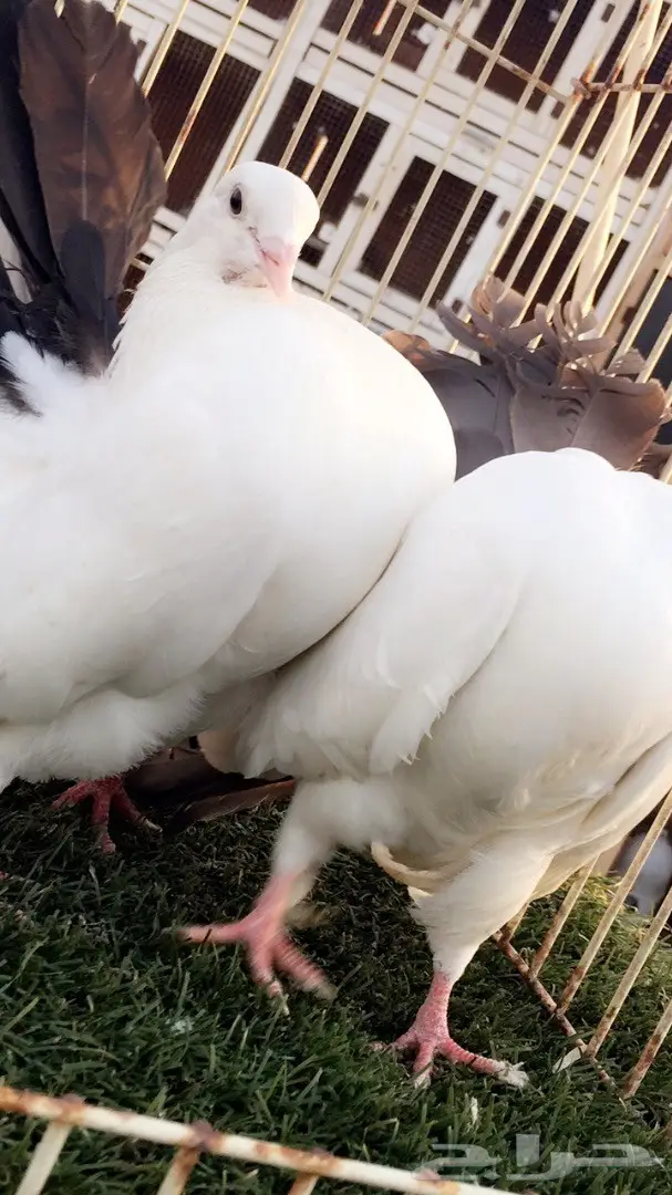 ((جوز رقاص هولندي((مذيل اسود)) (image 3)