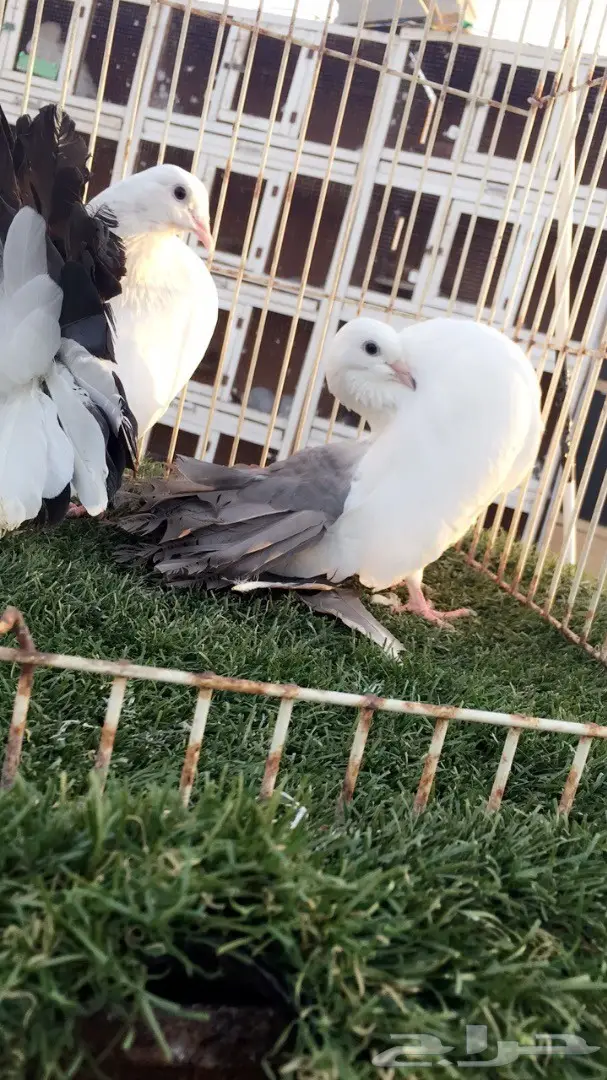 ((جوز رقاص هولندي((مذيل اسود)) (image 7)