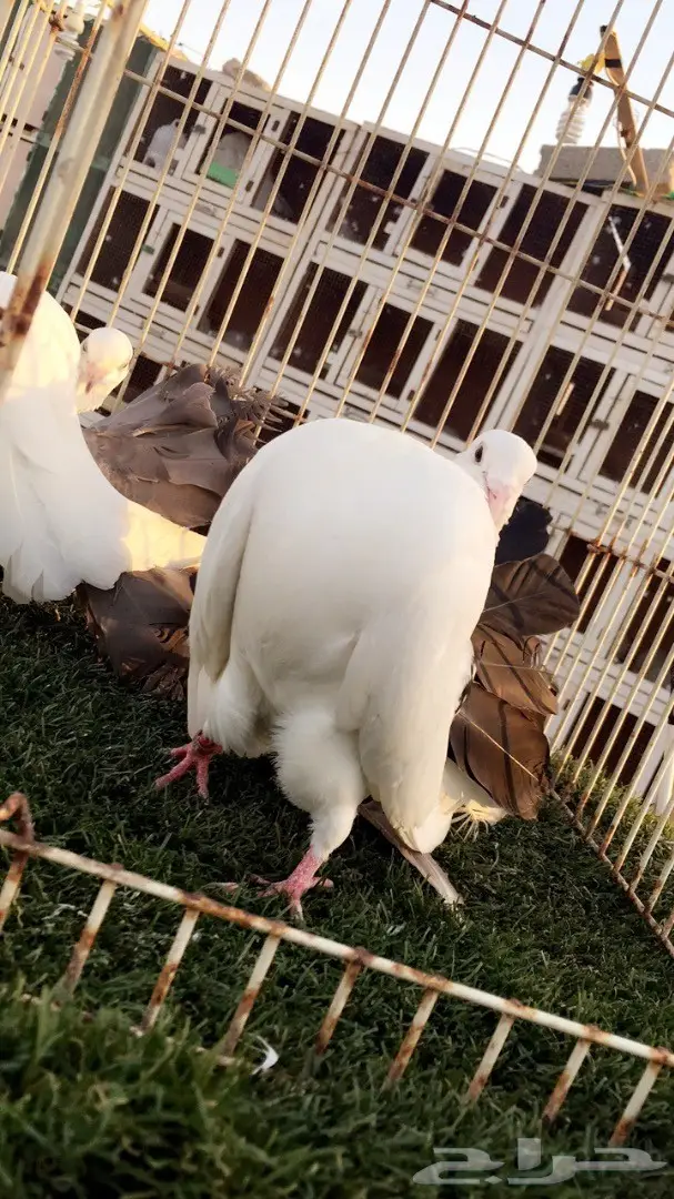 ((جوز رقاص هولندي((مذيل اسود)) (image 8)