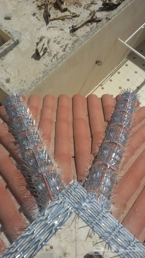 حلول نهائية لمشكلة طيور الغربان والطيور الأخرى! (image 4)