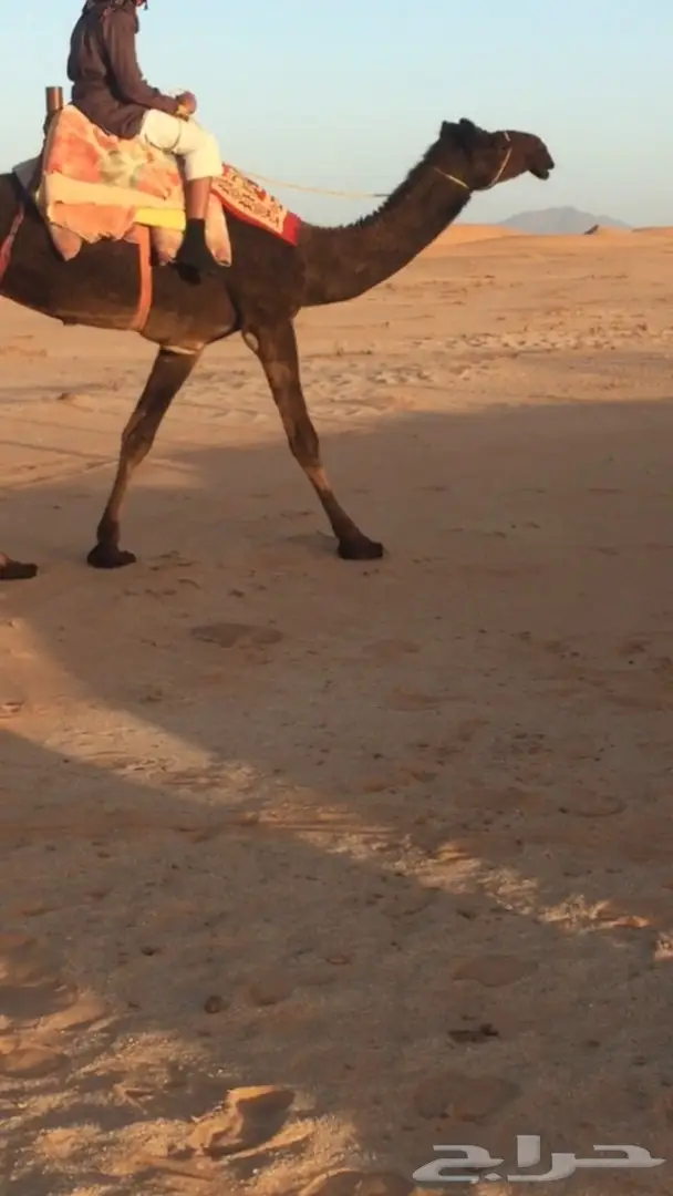 رحول مجهم طوع (image 1)