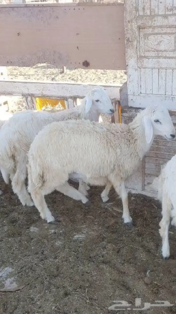 نعاج حبص ثنيه وسمان واحد طلي العدد 6 
