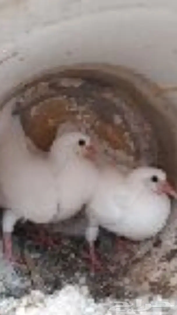 دجاج لاحم وزغاليل فرنسي وبط وأرانب  (image 9)