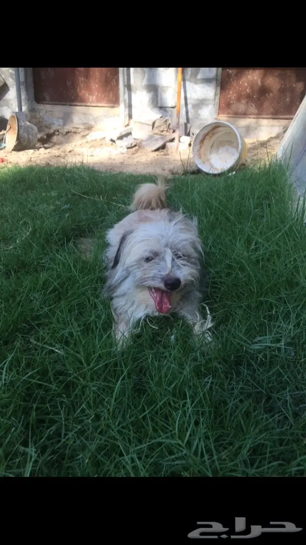 للبيع: ذكر مالتز ذكر - فرصة لا تُفوّت!