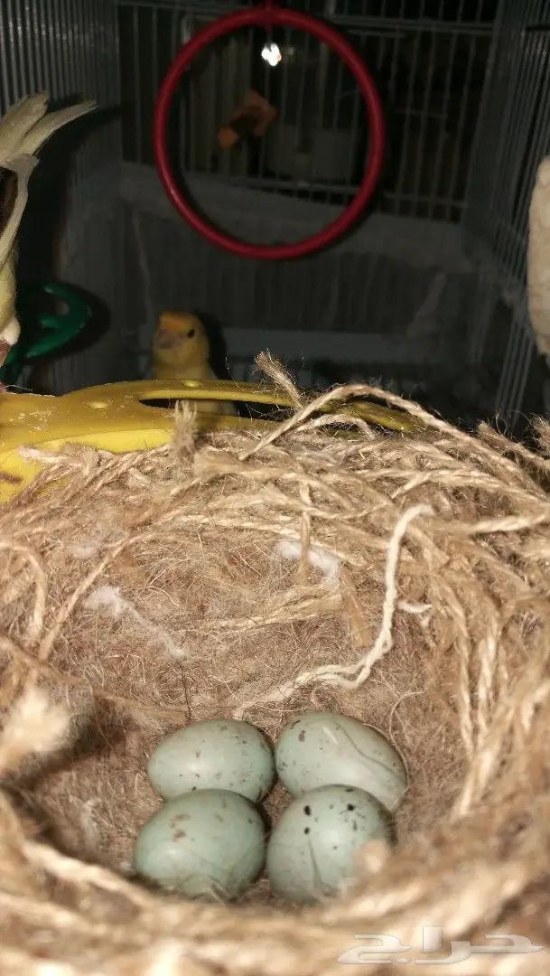 كناري مع بيض (image 3)