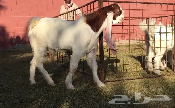 تيس فاخر جدا للبيع