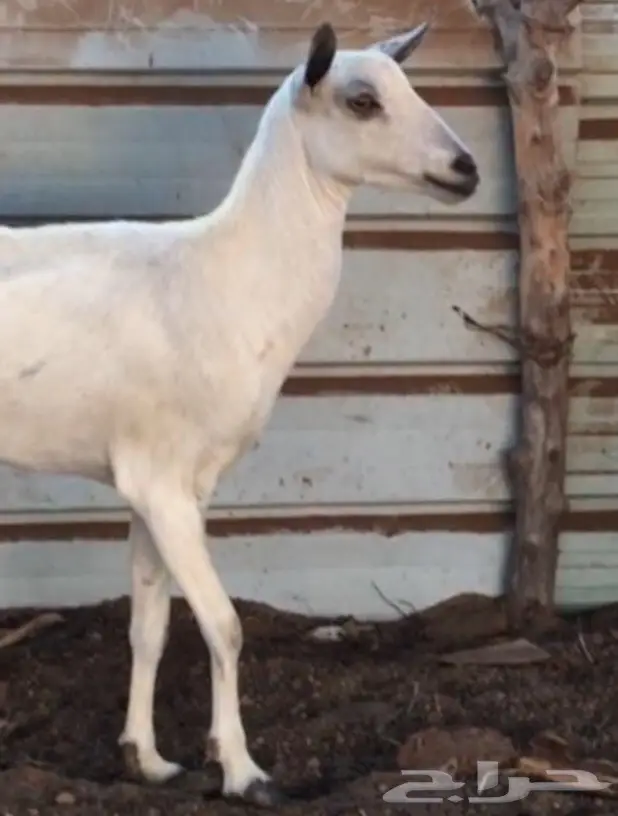 ماعز للبيع  (image 1)