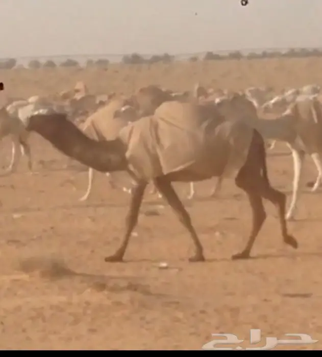 ابل للبيع  (image 4)